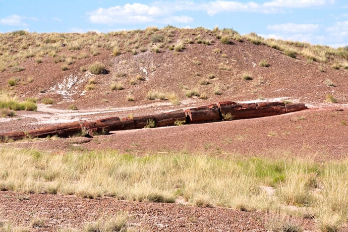 painted_petrified_route_66-101