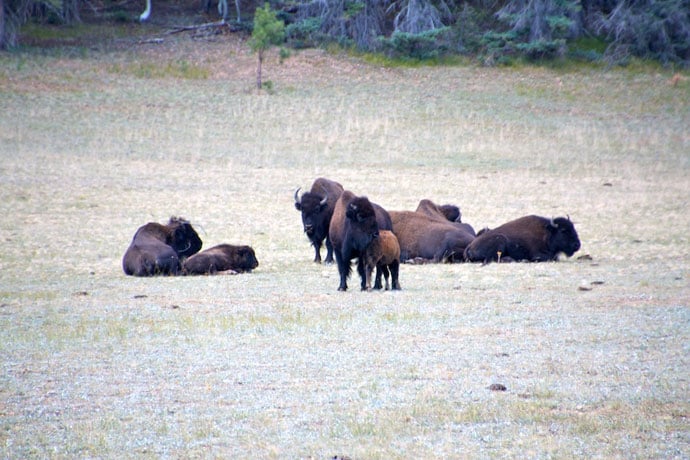 grand_canyon_north_rim_sunrise_roadtrip_usa-234