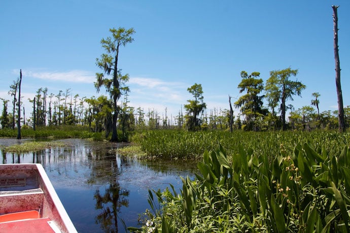 new_orleans_airboat_swamp_louisianna_alligators-3