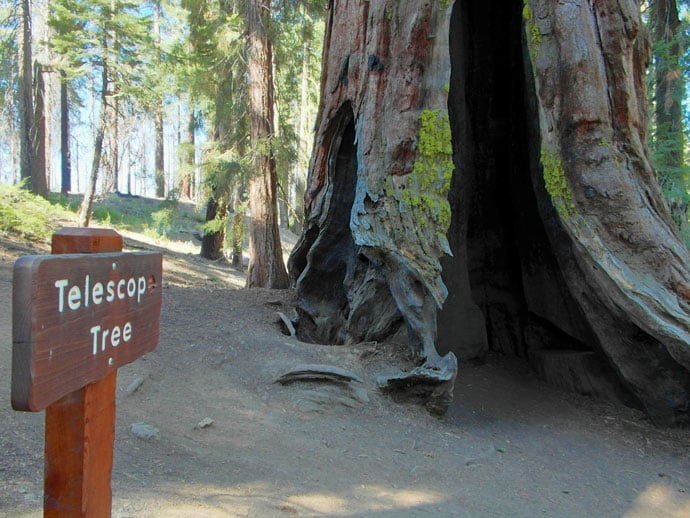 mariposa_grove_roadtrip_2012-13