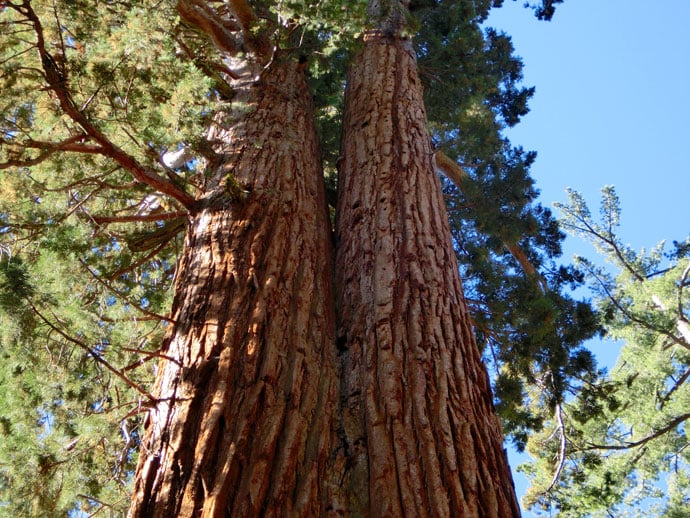 mariposa_grove_roadtrip_2012-4