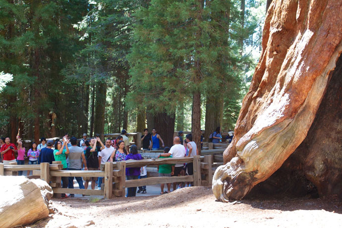 Sequoia National Park med kæmpetræer og mit første møde med en bjørn