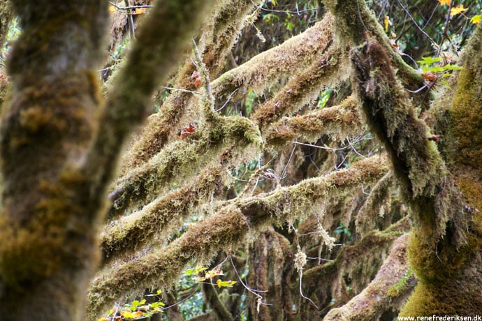 redwood_highway_1_california_roadtrip_2012-11
