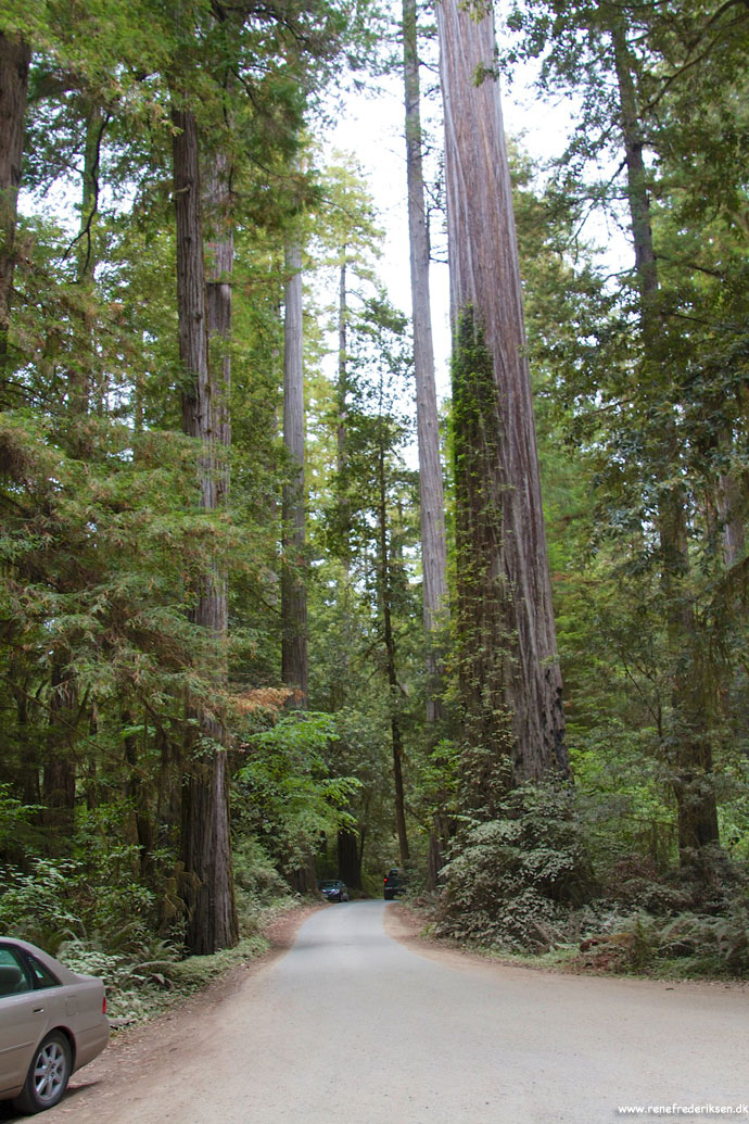 redwood_highway_1_california_roadtrip_2012-2
