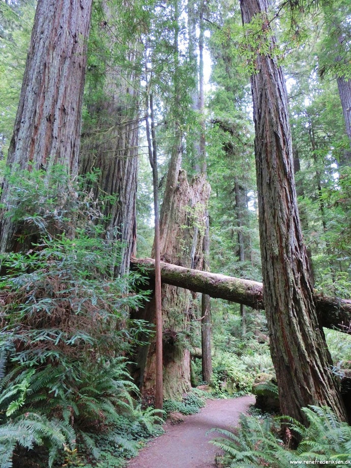 redwood_highway_1_california_roadtrip_2012-5