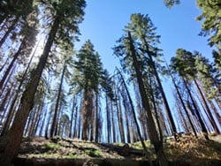 mariposa_grove_roadtrip_2012-10