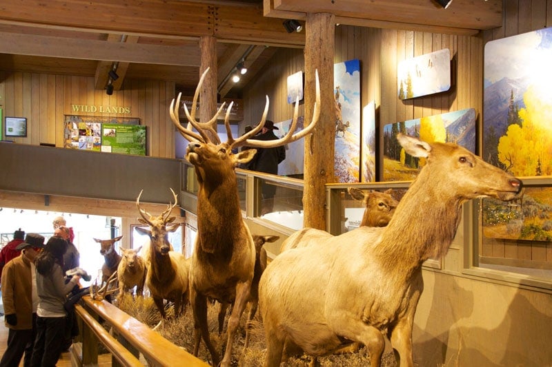 elk_refuge_jackson_hole_roadtrip_2013-1