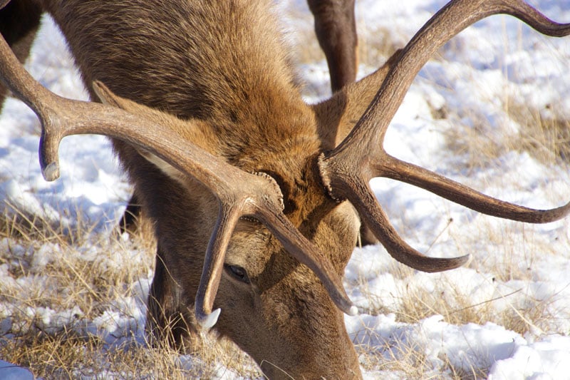 elk_refuge_jackson_hole_roadtrip_2013-11
