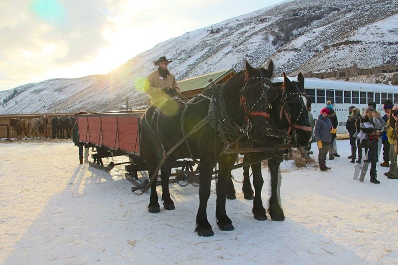 elk_refuge_jackson_hole_roadtrip_2013-5