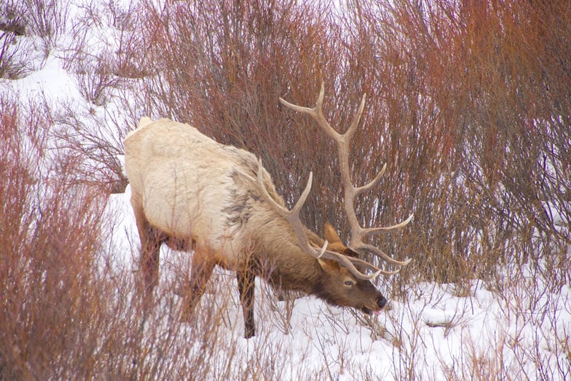 yellowstone_snowmobile_day2_roadtrip_2013-10