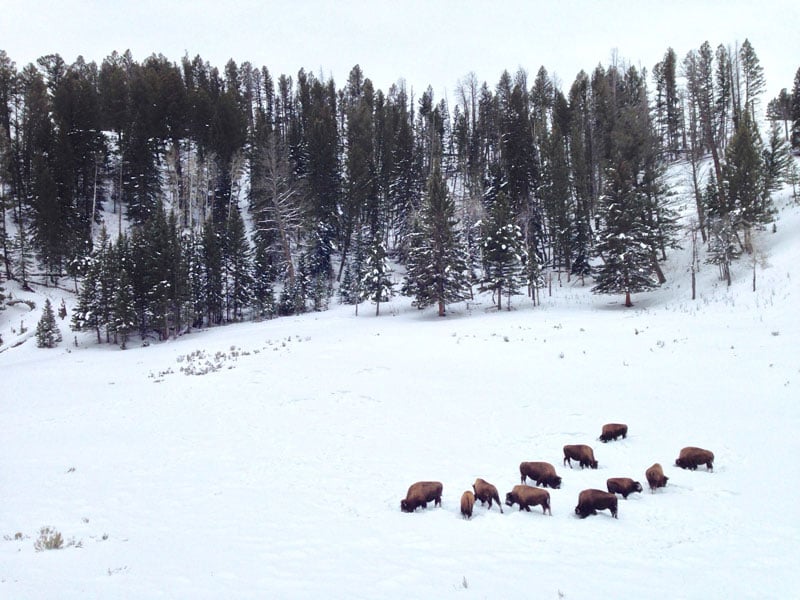 yellowstone_snowmobile_day2_roadtrip_2013-11