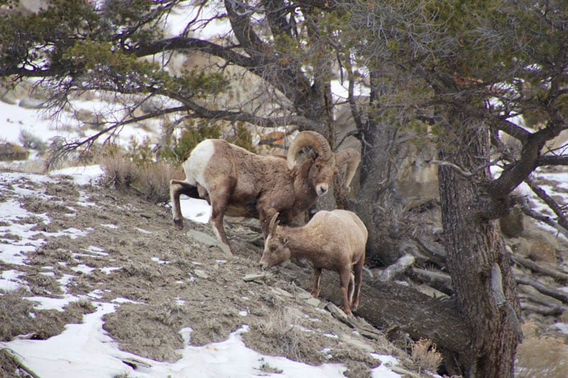 yellowstone_snowmobile_day2_roadtrip_2013-7