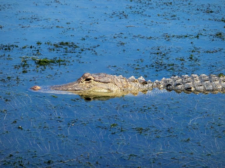 Airboat tour og alligatorer i Mobile, Alabama