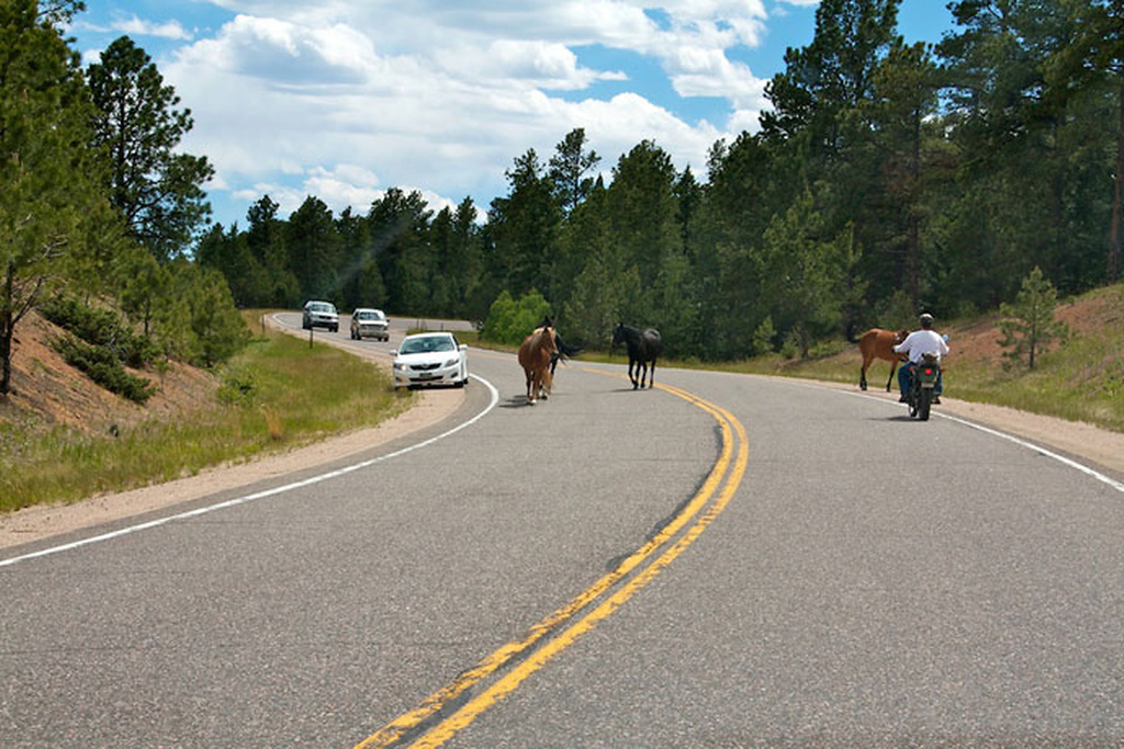 Heste på vejen mellem biler og en motorcykel i Colorado Heste på vejen mellem biler og en motorcykel i Colorado