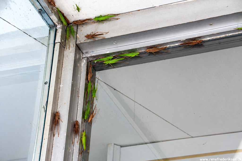 Mange insekter under et stop i Dublin Græshoppelignende insekter samlet ved en bygning i Dublin i Georgia
