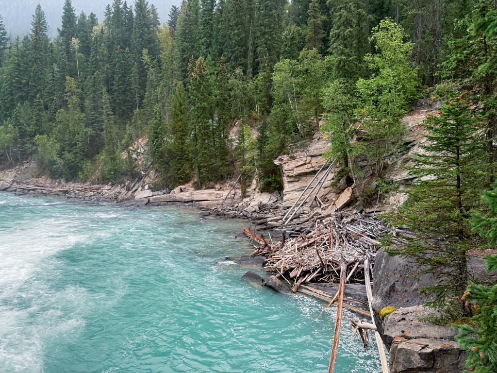 Drivtømmer og træstammer samlet ved Fraser River omkring Rearguard Falls